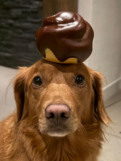 HONDENSPEELTJE BOSSCHE BOL 